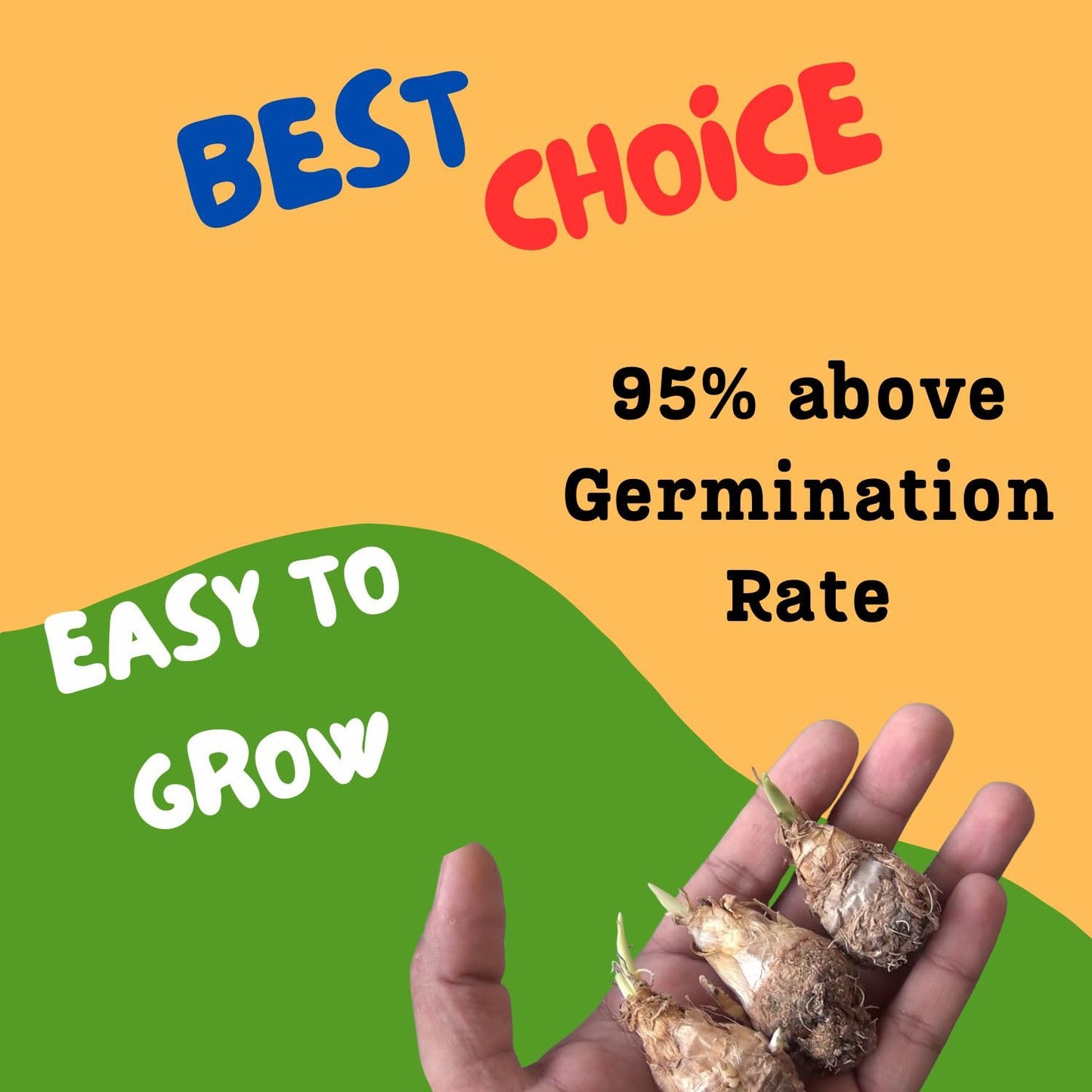 Blossimark Tube Rose Bulbs – Pack of 8 Hybrid Rajanigandha | 95% Germination | Aromatic Mix Color Fresh Flowers