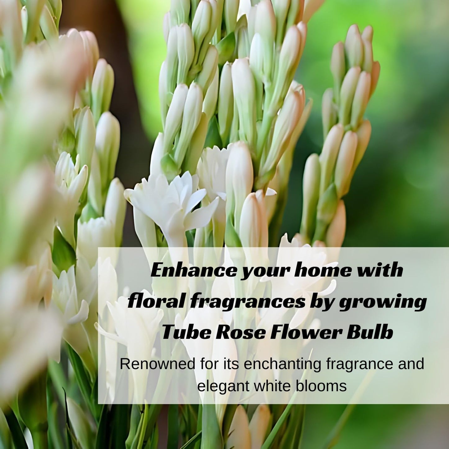 Blossimark Tube Rose Bulbs – Pack of 8 Hybrid Rajanigandha | 95% Germination | Aromatic Mix Color Fresh Flowers