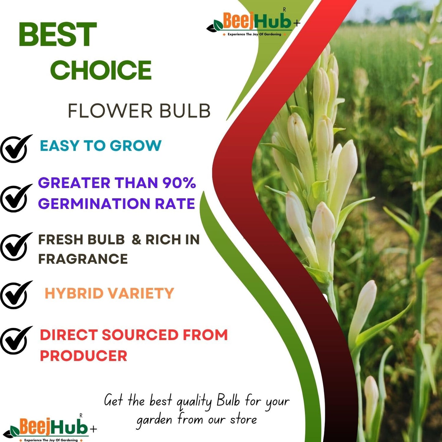 Blossimark Tube Rose Bulbs – Pack of 8 Hybrid Rajanigandha | 95% Germination | Aromatic Mix Color Fresh Flowers