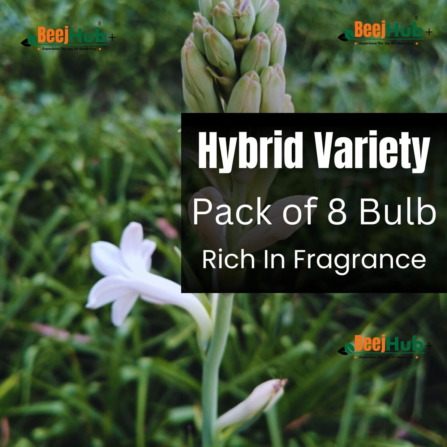 Blossimark Tube Rose Bulbs – Pack of 8 Hybrid Rajanigandha | 95% Germination | Aromatic Mix Color Fresh Flowers