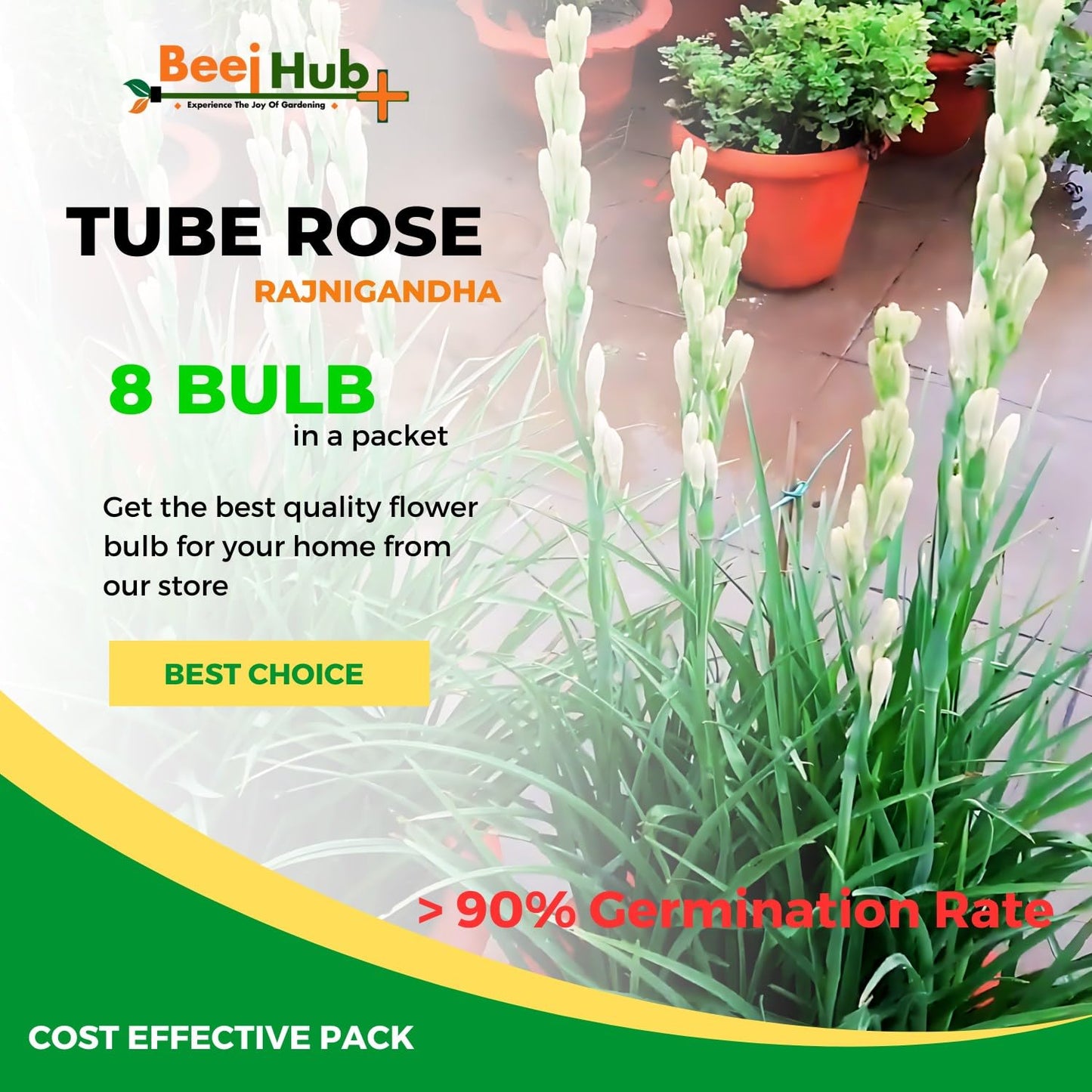 Blossimark Tube Rose Bulbs – Pack of 8 Hybrid Rajanigandha | 95% Germination | Aromatic Mix Color Fresh Flowers
