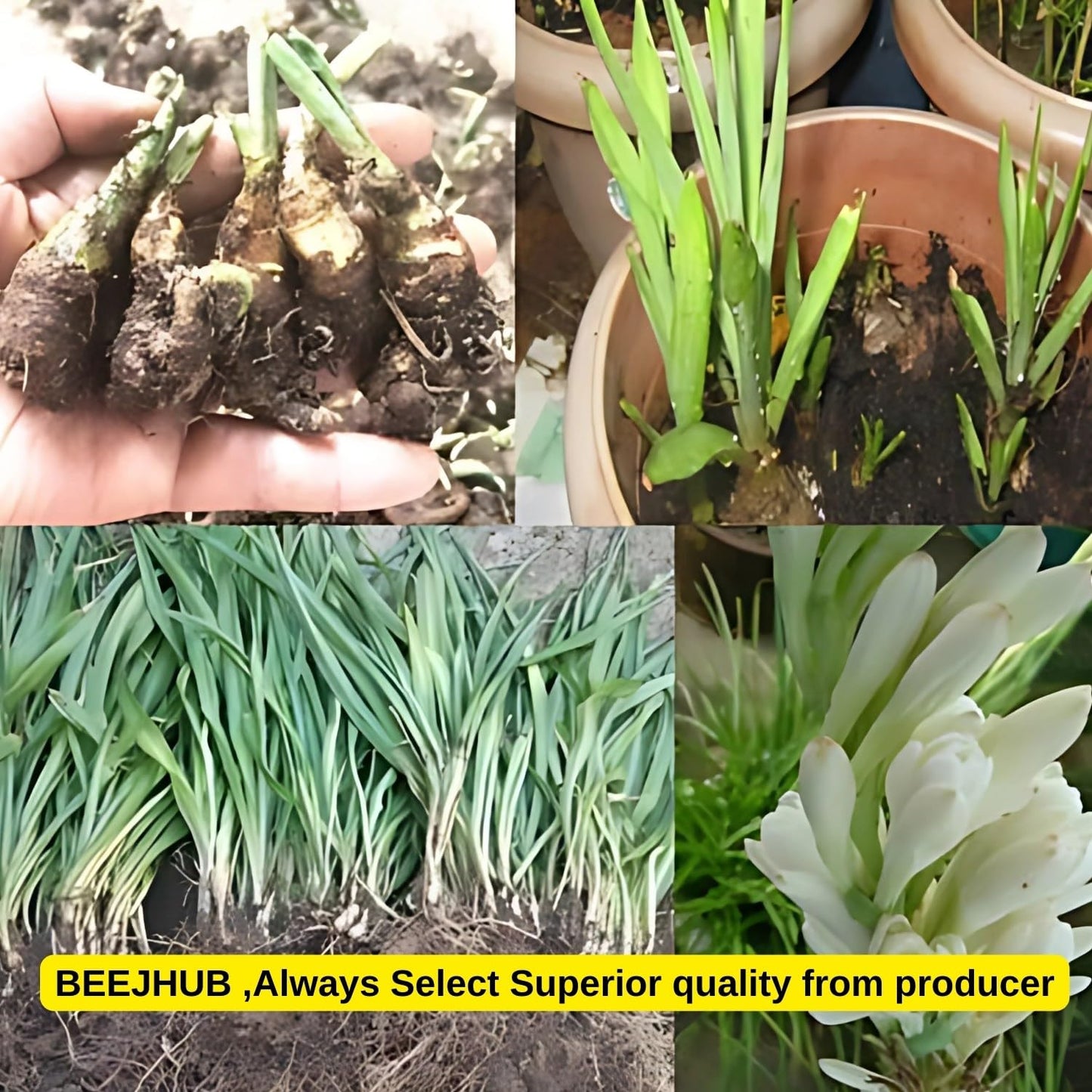 Blossimark Tube Rose Bulbs – Pack of 8 Hybrid Rajanigandha | 95% Germination | Aromatic Mix Color Fresh Flowers