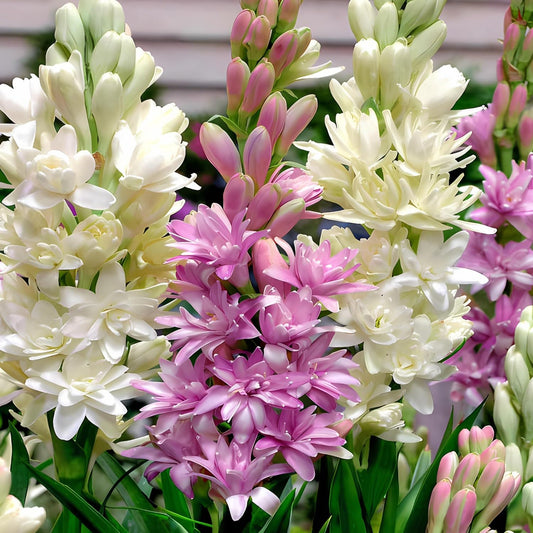 Blossimark Tube Rose Bulbs – Pack of 8 Hybrid Rajanigandha | 95% Germination | Aromatic Mix Color Fresh Flowers